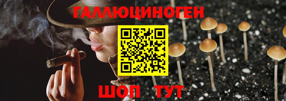 Псилоцибиновые грибы Psilocybine cubensis Кизилюрт